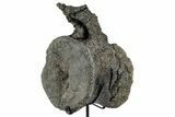 Fossil Theropod Dinosaur (Allosaurus) Vertebra - Wyoming #357042-6